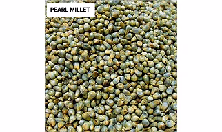 GREEN MILLET ( BAJRA)