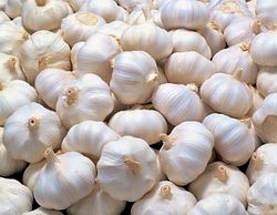 GARLIC image 1