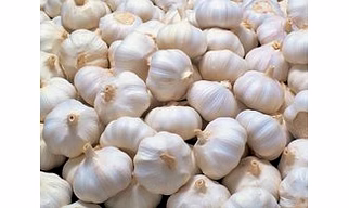 GARLIC