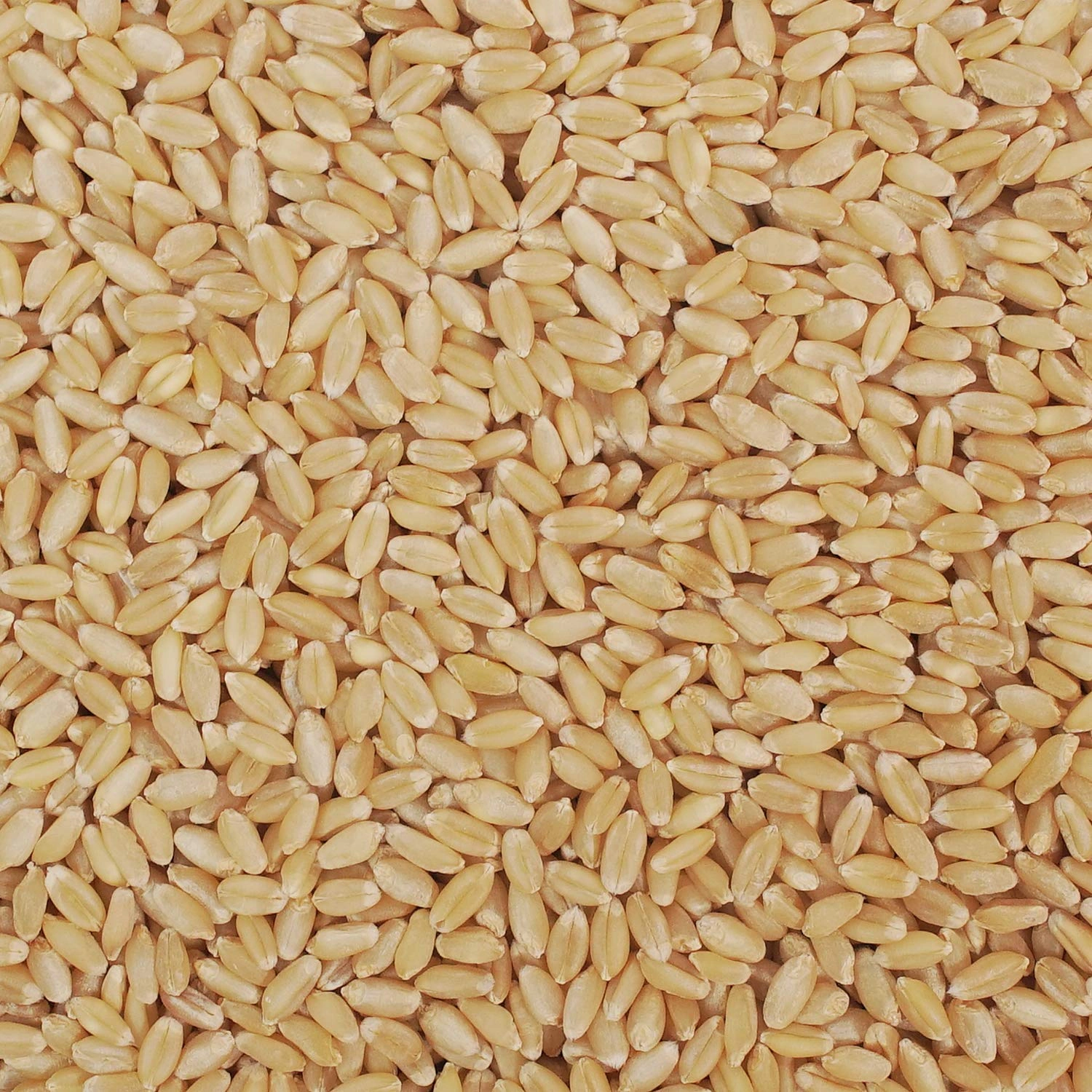 LOKMAN  WHEAT-10698396