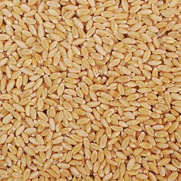 agronico lok man