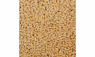 LOKMAN  WHEAT