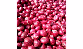RED ONION