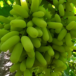 premium seedless green grapes – garden fresh export quality - 3 kg per box