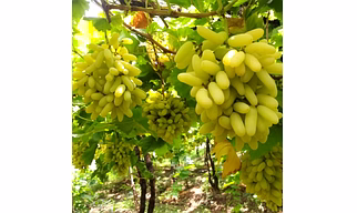 Premium Seedless Green Grapes – Garden Fresh Export Quality - 3 kg per box