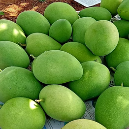 premium gi-tagged ratnagiri alphonso mangoes – naturally ripened king of fruits | almoraz greens (5 kg box, triple aaa export quality, 300–350g each)