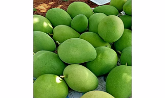 Premium GI-Tagged Ratnagiri Alphonso Mangoes – Naturally Ripened King of Fruits | Almoraz Greens (5 KG Box, Triple AAA Export Quality, 300–350g Each)