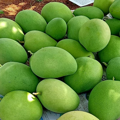 premium gi-tagged ratnagiri alphonso mangoes – naturally ripened king of fruits | almoraz greens (5 kg box, triple aaa export quality, 300–350g each)