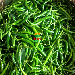 almoraz greens g4 guntur sannam green chilli – premium 2025 crop | export quality – 5 kg boxes