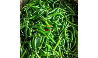 G4 Guntur Sannam Green Chilli – Premium 2025 Crop | Export Quality – 5 kg Boxes