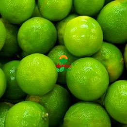 almoraz greens export quality fresh green lemon – 2025 crop | 10 kg boxes