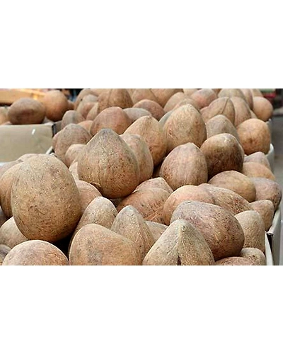 Ball Copra-10807090