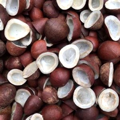 Coconut-1