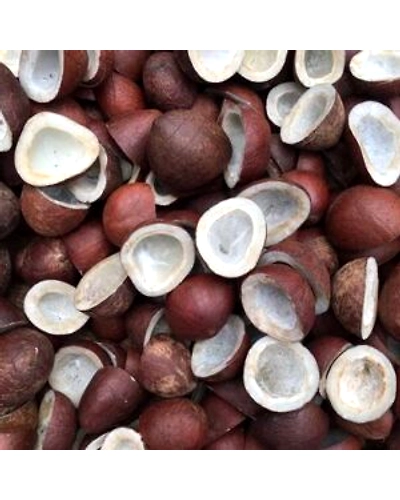 Coconut-1