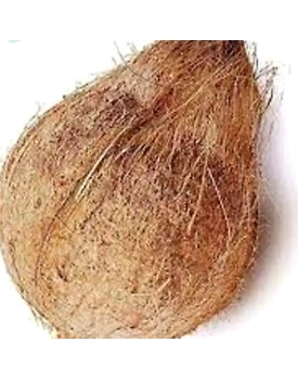 Semi Husk Coconut