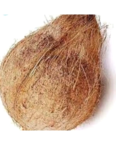 Semi Hhusk Coconut-12495816