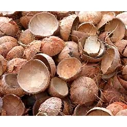 Coconut shell