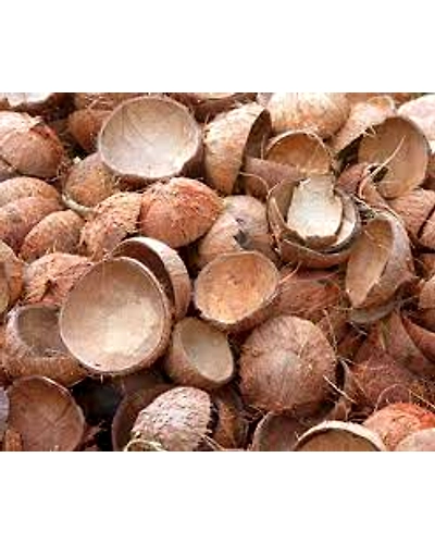 Coconut shell-3