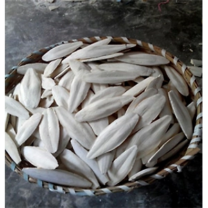 Cuttle Fish Bone