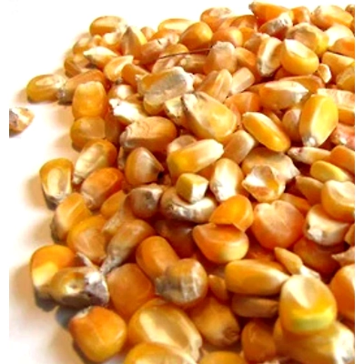 Yellow Maize Animal Feed-12713097