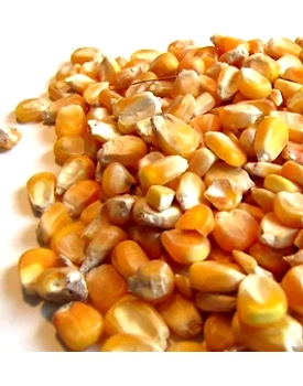 Yellow Maize Animal Feed