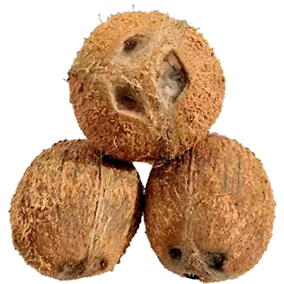 Husked Coconut-3