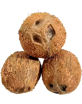 Husked Coconut