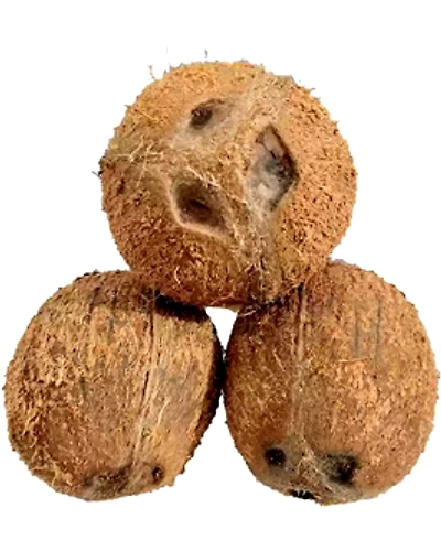 Husked Coconut-12713121