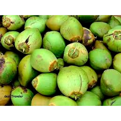 Tender Coconut-1