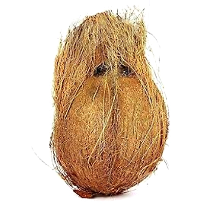 Husked Coconut-2