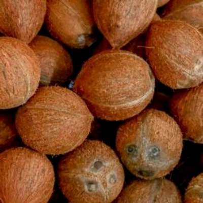 Dehusked Coconut-12713113