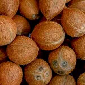 Dehusked Coconut