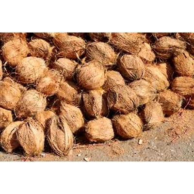 Dehusked Coconut-1