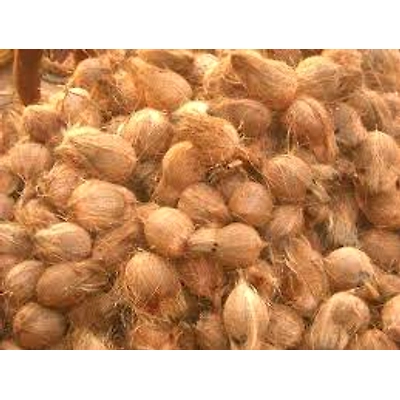 Dehusked Coconut-2
