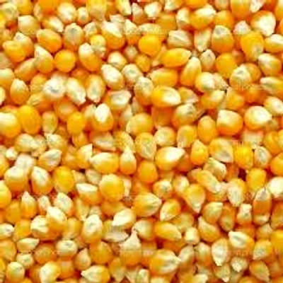 Yellow Maize Animal Feed-12713097