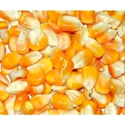 Yellow Maize Animal Feed-1