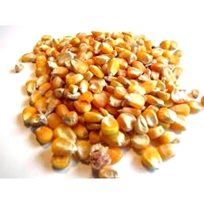 Yellow Maize Animal Feed-2