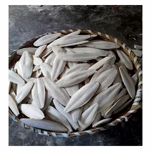 Cuttle Fish Bone
