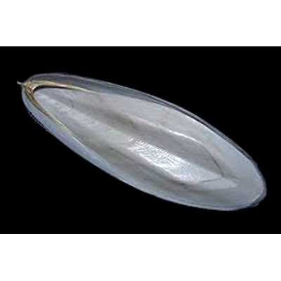 Cuttle Fish Bone-1