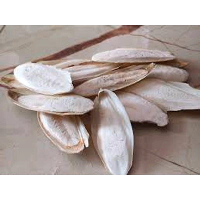 Cuttle Fish Bone-2