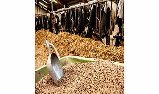 Vitamin and Supplements for Animal