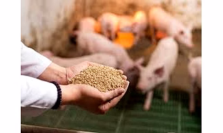 Pig Feed
