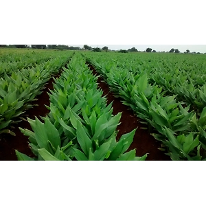 PRAGATHI (ACC-48) Turmeric Root