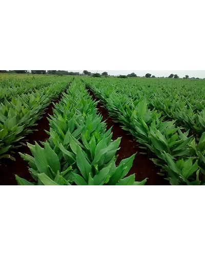PRAGATHI (ACC-48) Turmeric Root-10837300