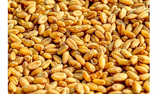 Wheat