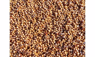 Jowar