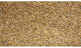Bajra