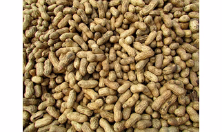 Ground-Nut