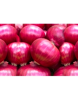 Fresh Onion