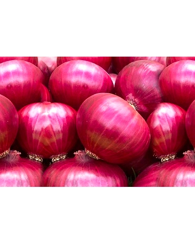 Fresh Onion-10919584